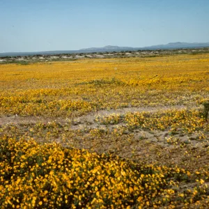 Coreopsis calliopsidea