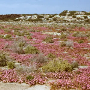 Desert field trip near Indian Wells; Desert Verbena