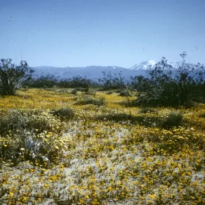 desert field trip April 6, l968 165th Street, beyond Pear Blossom; wildflowers
