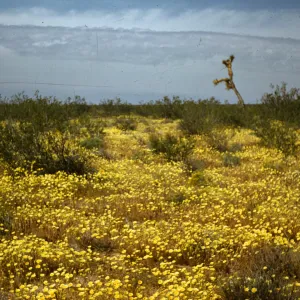 Antelope Valley, Willow Springs