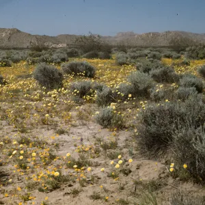 Lancaster Adelante Road, Lancaster