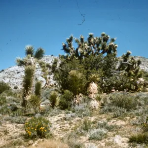Mojave Desert, north of Willow Springs; Senecio douglasii, Juniperus, California Joshua Tree