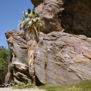 rocks and palm in Andreas Canyon