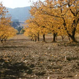 apricot trees, upper Ojai
