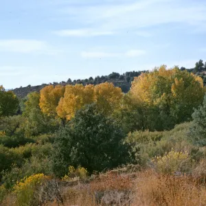 Upper Sespe, Highway 33, cottonwoods