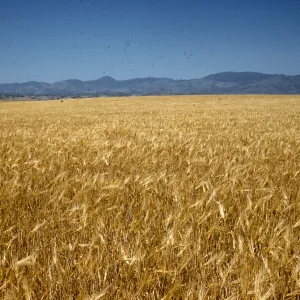Bearded barley, Santa Ynez Valley