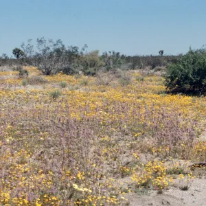 Thistle sage, Coreopsis and Verbena, Victorville-Palmdale Road