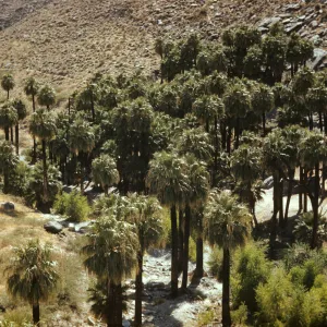 Palm Canyon