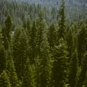 A green pine forest on a summer day with a mountain in the background
