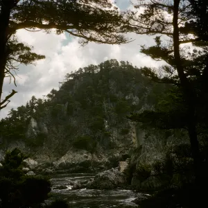 Monterey Pine forest, Pt Lobos, Monterey