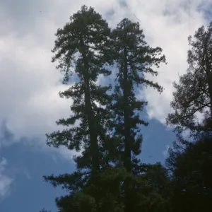 Coast Redwood, Sequoia sempervirens, Valley of Big Sur