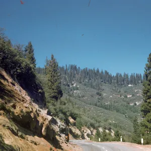 tree line, near Sequoia