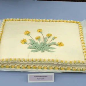 Camissonia cake, SBBG Members Day Picnic, 1988