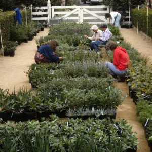 Fall Plant Sale