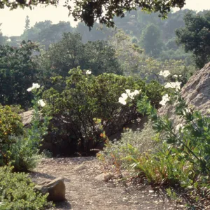 duplicate of SBBG_SL_06653, Manzanita Section (Manzanita)