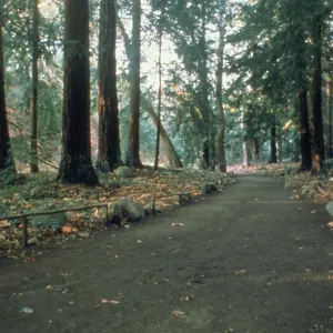duplicate of SBBG_SL_06952, Redwood Section