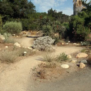 duplicate of SBBG_SL_06075, SBBG Desert Section