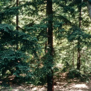 Redwood Section