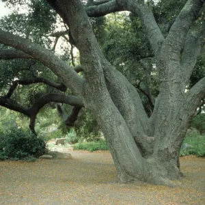 Meadow Oaks