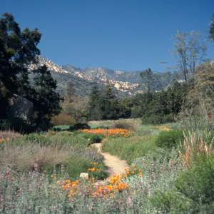 Meadow