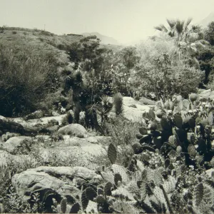 duplicate of SBBG_PR_00301, Desert Section, SBBG