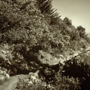 duplicate of SBBG_SL_17584, Campbell Trail