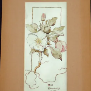 The Primrose of the Desert artwork, original watercolor drawing by Elizabeth Hallowell Saunders