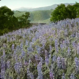 Santa Barbara Gardens of the Past - Far Horizons (Lupine)