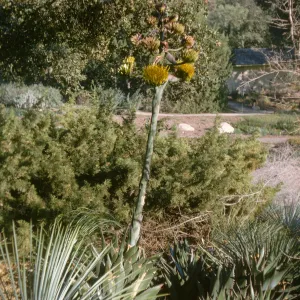 Agave shawii at SBBG