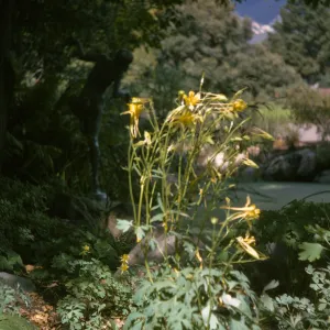 Aquilegia pubescens flowers