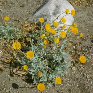 Baileya multiradiata