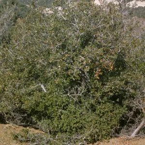 Cercocarpus betuloides, Sespe