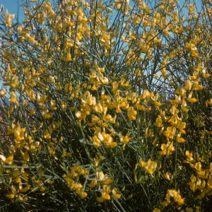 Cytisus monspessulanus, Sespe