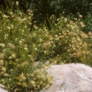 Fallugia paradoxa, Apache Plume