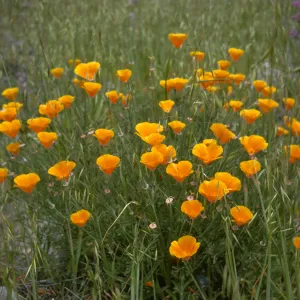 Eschscholzia californica in flower