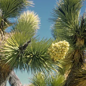 Yucca brevifolia