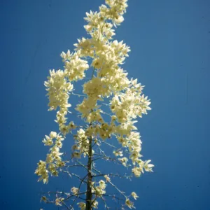 Yucca whipplei inflorescence