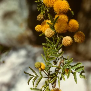 Acacia farnesiana var. stansburiana