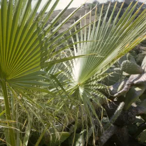 Washingtonia filifera at SBBG