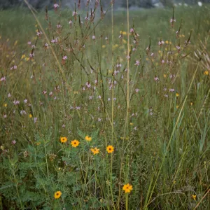Verbena (Vervain)
