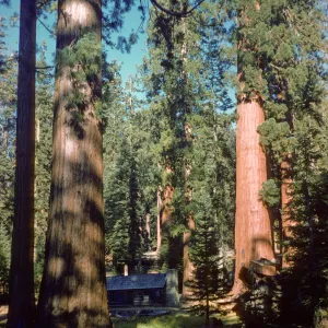 Giant sequoias