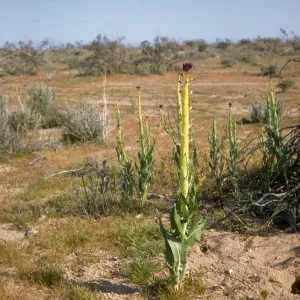 Caulanthus inflatus, Desert Candle near High Vista