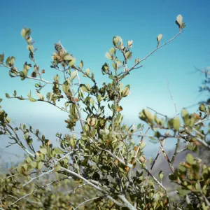 Cercocarpus betuloides, Mount Mahogany
