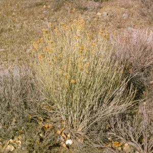 Chrysothamnos, Sespe