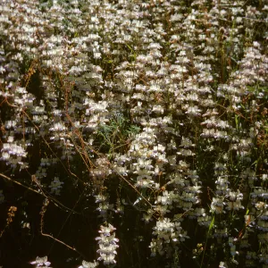 Collinsia heterophylla