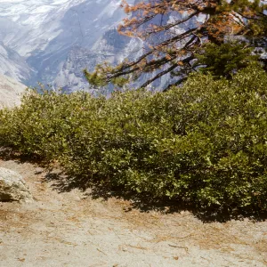 Arcto., Yosemite