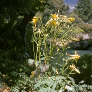 Aquilegia pubescens