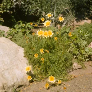 Coreopsis maritima