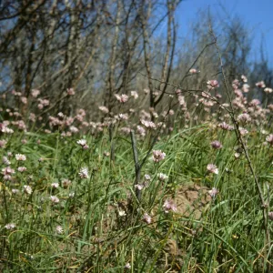 Dichelostemma pulchella