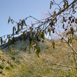 Alnus rhombifolia, Sespe